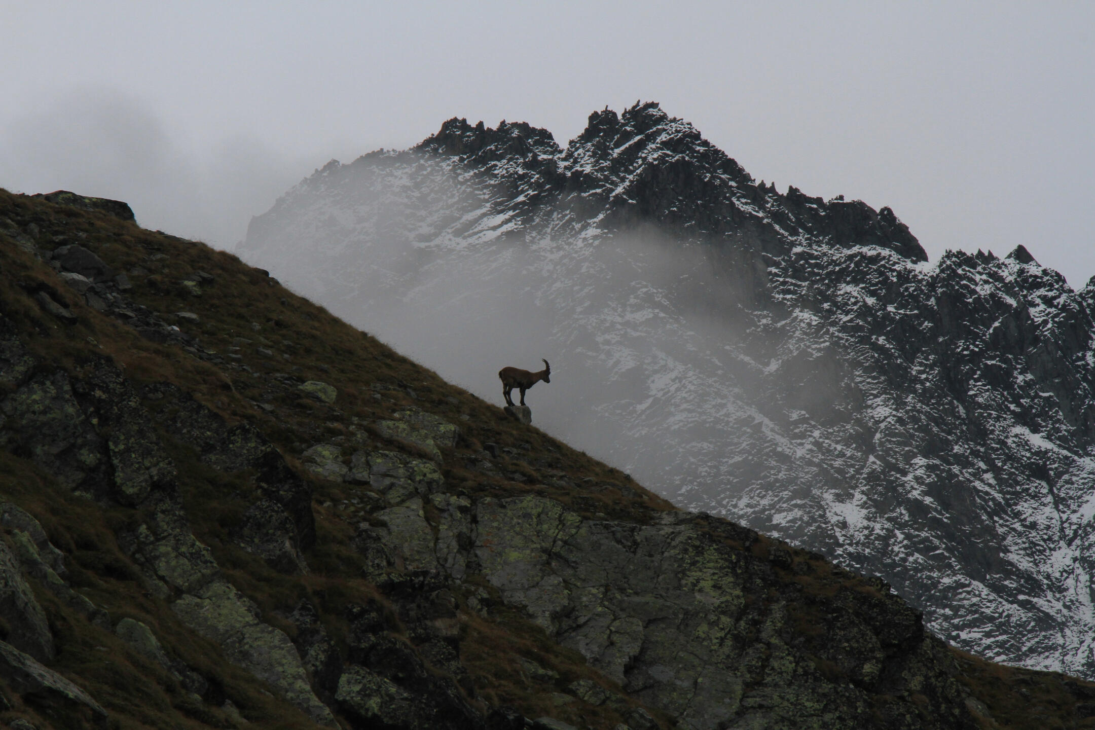 A lone ibex on a misted mountain ridge